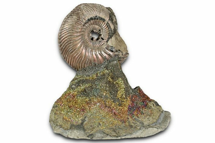 Iridescent, Pyritized Ammonite (Quenstedticeras) Fossil Display #344279